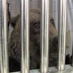 A bear  taken from the Muskingum County Animal Farm